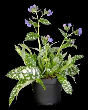 Pulmonaria officinalis geen maat specificatie 0,55L/P9cm - afbeelding 4