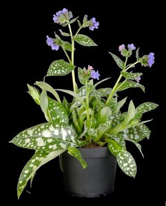 Pulmonaria officinalis geen maat specificatie 0,55L/P9cm - afbeelding 4
