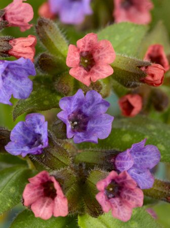 Pulmonaria s. 'Mrs Moon' geen maat specificatie 0,55L/P9cm - afbeelding 4