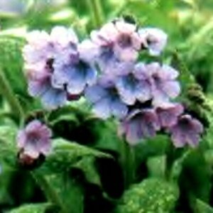 Pulmonaria s. 'Mrs Moon' geen maat specificatie 0,55L/P9cm - afbeelding 5