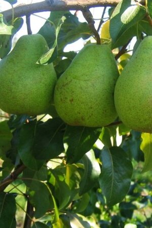 Pyrus c. 'Beurré Alexandre Lucas' 14-16 Hoogstam draadkluit 2 X verplant - afbeelding 2