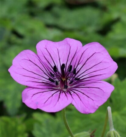 Pyrus c. 'Bon Chrétien Williams' (middel) 8-10 Halfstam wortelgoed