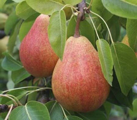 Pyrus c. 'Clapp's Favourite'=Clapps Liebling 2jr. A kwal. wortelgoed struik