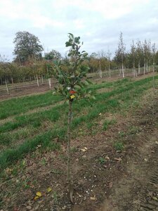 Pyrus c. 'Clapp's Favourite'=Clapps Liebling 6-8 Halfstam wortelgoed