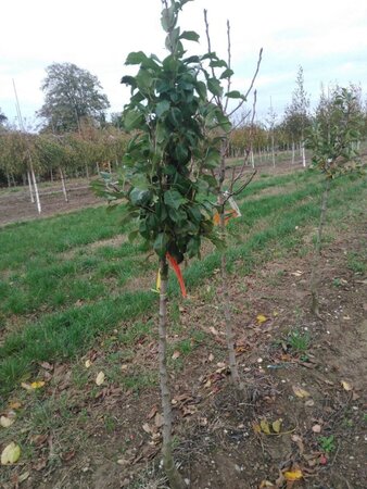 Pyrus c. 'Clapp's Favourite'=Clapps Liebling 8-10 Halfstam wortelgoed