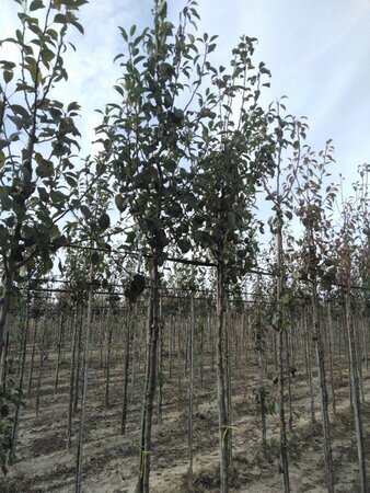 Pyrus c. 'Clapp's Favourite'=Clapps Liebling 8-10 Hoogstam wortelgoed