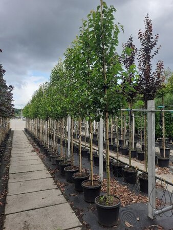 Pyrus calleryana 'Chanticleer' 10-12 Hoogstam container