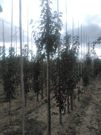 Pyrus calleryana 'Chanticleer' 10-12 Hoogstam wortelgoed - afbeelding 3