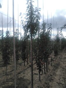 Pyrus calleryana 'Chanticleer' 10-12 Hoogstam wortelgoed - afbeelding 3