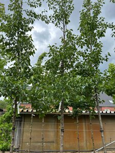 Pyrus calleryana 'Chanticleer' 14-16 Hoogstam cont. 50L - afbeelding 2