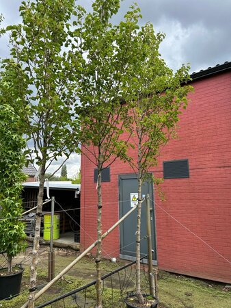 Pyrus calleryana 'Chanticleer' 14-16 Hoogstam cont. 50L - afbeelding 3