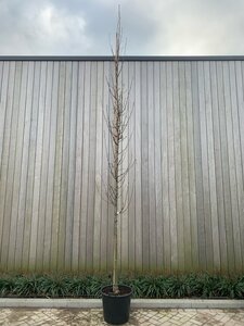 Pyrus calleryana 'Chanticleer' 14-16 Hoogstam cont. 50L - afbeelding 1