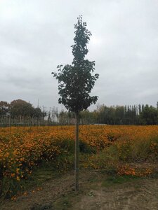 Pyrus calleryana 'Chanticleer' 14-16 Hoogstam draadkluit 2 X verplant
