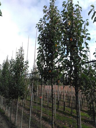 Pyrus calleryana 'Chanticleer' 14-16 Hoogstam draadkluit 3 X verplant - afbeelding 1