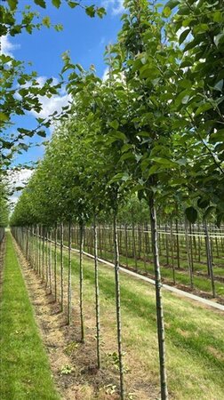 Pyrus calleryana 'Chanticleer' 14-16 Hoogstam draadkluit 3 X verplant - afbeelding 2
