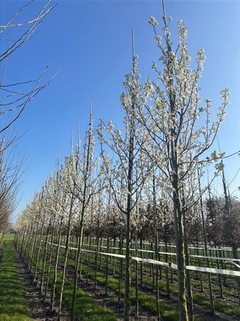 Pyrus calleryana 'Chanticleer' 14-16 Hoogstam draadkluit 3 X verplant - afbeelding 4