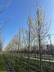 Pyrus calleryana 'Chanticleer' 14-16 Hoogstam draadkluit 3 X verplant - afbeelding 4
