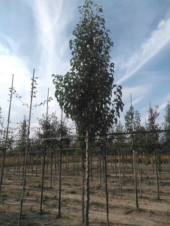 Pyrus calleryana 'Chanticleer' 16-18 Hoogstam wortelgoed 3 X verplant - afbeelding 1