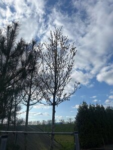 Pyrus calleryana 'Chanticleer' 18-20 Hoogstam cont. 160L