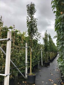 Pyrus calleryana 'Chanticleer' 8-10 Hoogstam cont. 50L - afbeelding 1