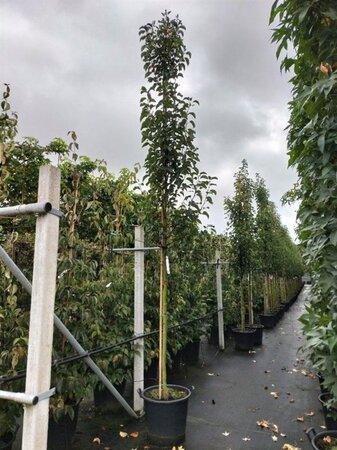 Pyrus calleryana 'Chanticleer' 8-10 Hoogstam cont. 50L - afbeelding 2