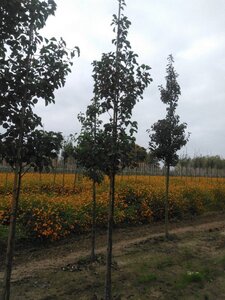 Pyrus calleryana 'Chanticleer' 8-10 Hoogstam wortelgoed - afbeelding 3