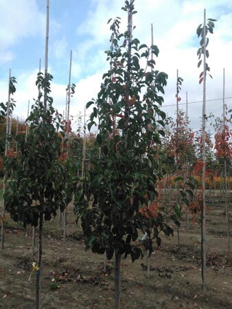 Pyrus calleryana 'Chanticleer' 8-10 cm wortelgoed geveerd - afbeelding 2