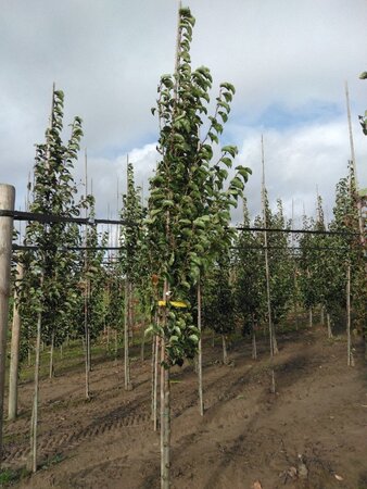 Pyrus calleryana 'Chanticleer' 8-10 cm wortelgoed geveerd - afbeelding 3