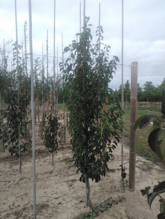 Pyrus calleryana 'Chanticleer' 8-10 cm wortelgoed geveerd - afbeelding 1