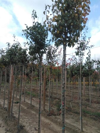 Pyrus c. 'Conference' (middel) 10-12 Hoogstam draadkluit - afbeelding 3