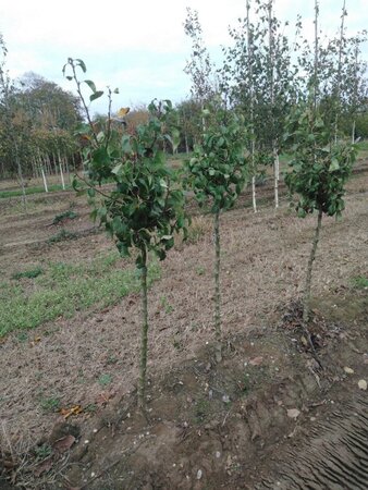 Pyrus c. 'Conference' (middel) 6-8 Halfstam wortelgoed - afbeelding 3