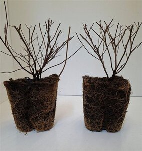 Pyrus c. 'Conference' (middel) 8-10 Hoogstam draadkluit - afbeelding 3