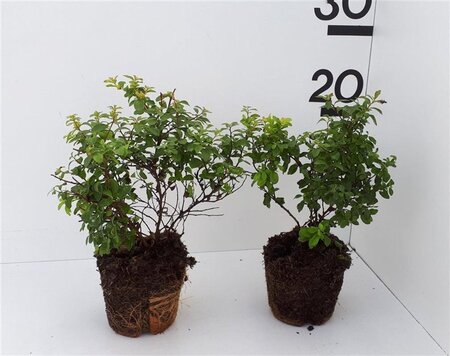 Pyrus c. 'Conference' (middel) 8-10 Hoogstam draadkluit - afbeelding 4