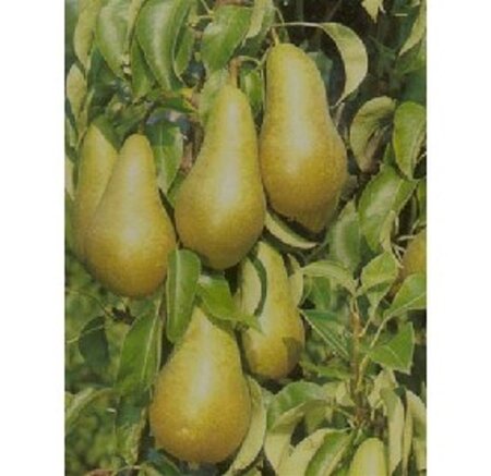 Pyrus c. 'Conference' (middel) 8-10 Hoogstam wortelgoed - afbeelding 5