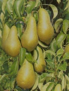 Pyrus c. 'Conference' (middel) 8-10 Hoogstam wortelgoed - afbeelding 6