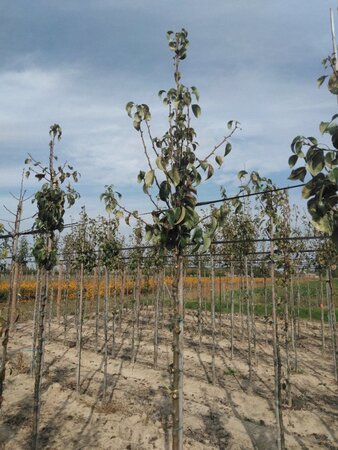 Pyrus c. 'Conference' (middel) 8-10 Hoogstam wortelgoed - afbeelding 4