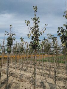 Pyrus c. 'Conference' (middel) 8-10 Hoogstam wortelgoed - afbeelding 4
