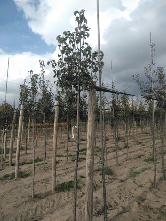 Pyrus c. 'Conference' (middel) 8-10 Hoogstam wortelgoed - afbeelding 3