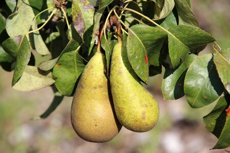 Pyrus c. 'Comtesse de Paris' laagstam wortelgoed leiboom rek - afbeelding 1