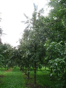 Pyrus c. 'Comtesse de Paris' laagstam wortelgoed leiboom rek - afbeelding 2