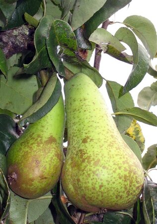 Pyrus c. 'Doyenné du Comice' (laat) 12-14 Halfstam wortelgoed - afbeelding 1