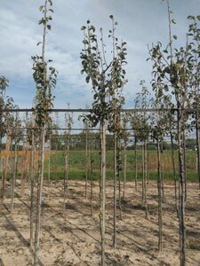 Pyrus c. 'Doyenné du Comice' (laat) 8-10 Hoogstam wortelgoed - afbeelding 3