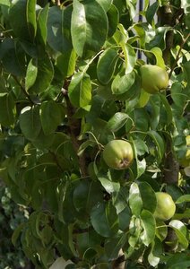 Pyrus c. 'Doyenné du Comice' (laat) 8-10 Hoogstam wortelgoed - afbeelding 2