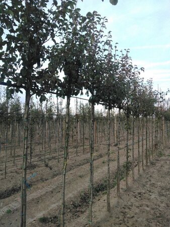 Pyrus c. 'Doyenné du Comice' (laat) 8-10 Hoogstam wortelgoed - afbeelding 5