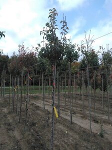 Pyrus c. 'Doyenné du Comice' (laat) 8-10 Hoogstam wortelgoed - afbeelding 4