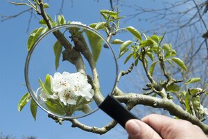Pyrus c. 'Doyenné du Comice' (laat) dubbele U met rek wortelgoed - afbeelding 2