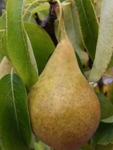 Pyrus c. 'Durondeau' 16-18 Hoogstam wortelgoed 3 X verplant