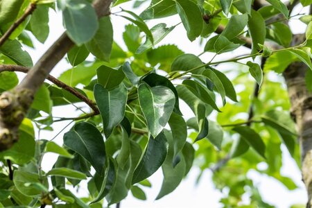 Pyrus c. Gute Graue 8-10 Hoogstam wortelgoed - afbeelding 2