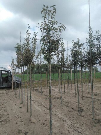 Pyrus c. Gute Graue 8-10 Hoogstam wortelgoed - afbeelding 3