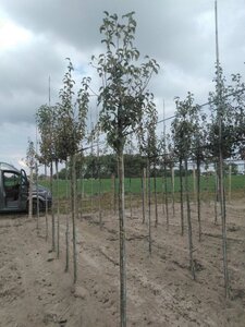 Pyrus c. Gute Graue 8-10 Hoogstam wortelgoed - afbeelding 3